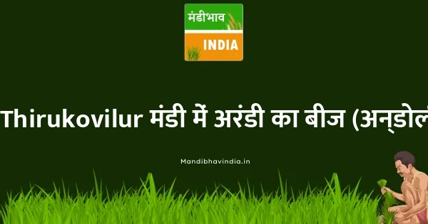Castor Seed भाव